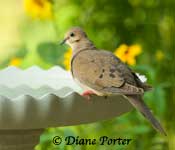 Scallops bath & Mourning Dove