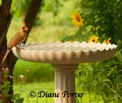 Scallops bath & female cardinal
