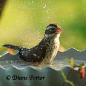 Scallops bath & female Rose-breasted Grosbeak