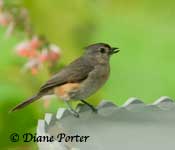 Scallops bath & Tufted Titmouse