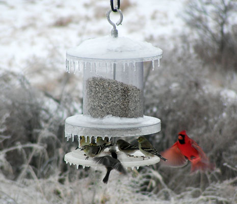 All Weather Feeder At Discount Price