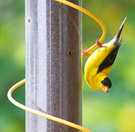 Goldfinch at Spiral Feeder
