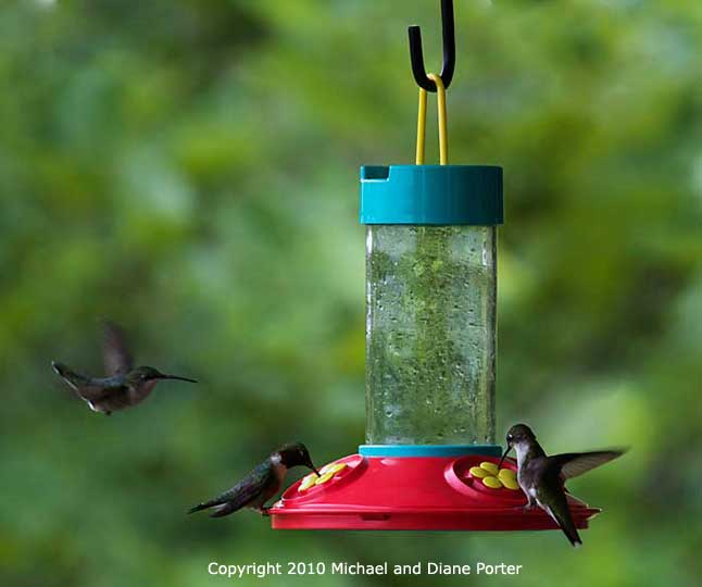 Ruby-throated Hummingbirds