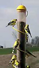 Spiral Feeder