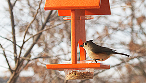 Tufted Titmouse