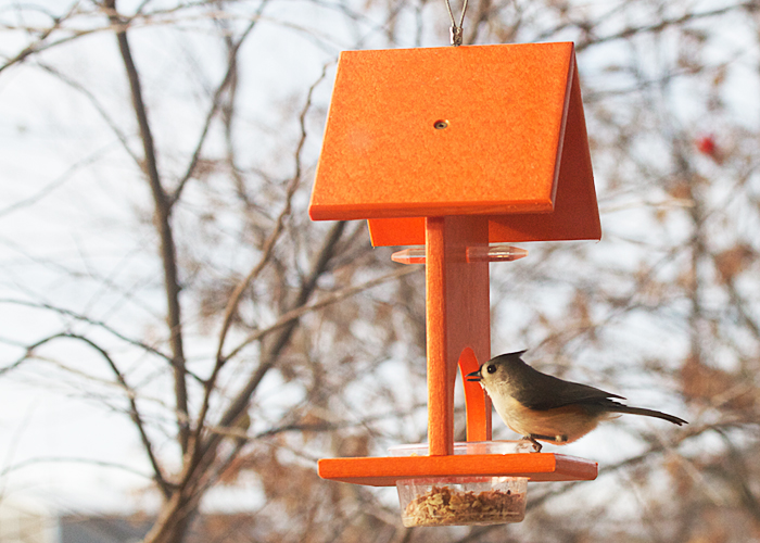 Tufted Titmouse