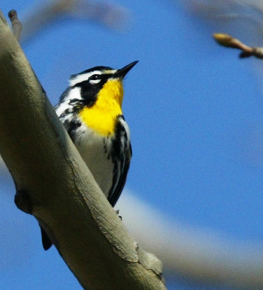 Yellow-throated Warbler  