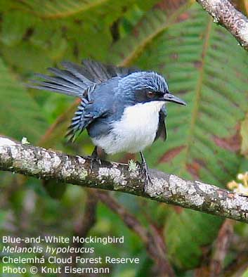Blue & White Mockingbird