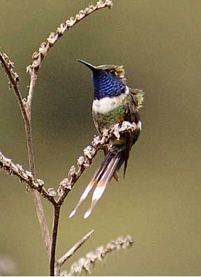 Sparkling-tailed Hummingbird