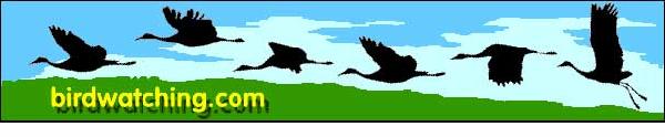 Birdwatching Dot Com