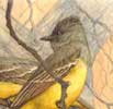 Great Crested Flycatcher
