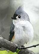 Tufted Titmouse