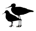 Peep silhouettes