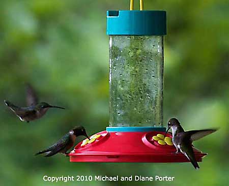 Watch birds in daylight