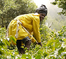 Coffee Picker