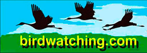 Birdwatching Dot Com