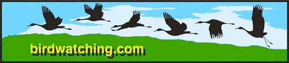 Birdwatching Dot Com