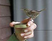 House Wren and Diane