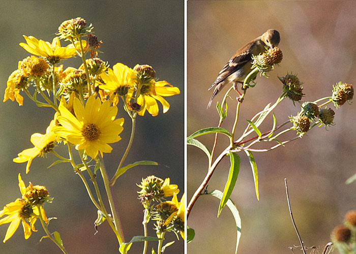 Goldfinch and sunflower