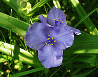 Tradescantia