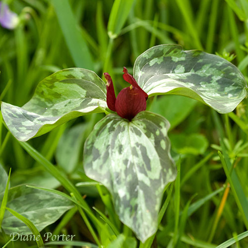 Prairie Trillium
