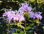 Bee Balm