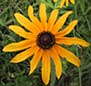 Black-eyed Susan