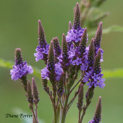Coral Nymph Hummingbird Sage