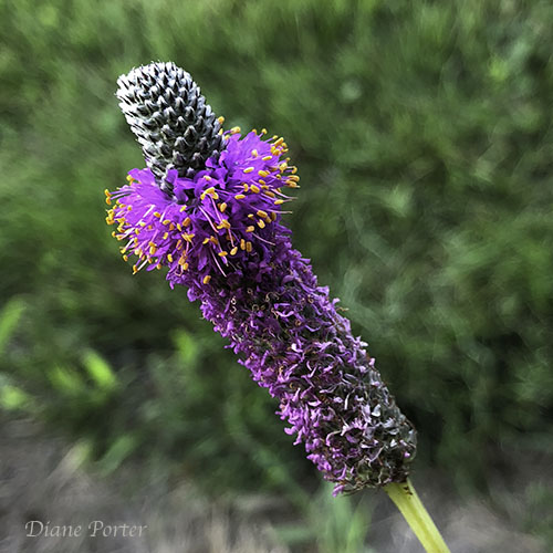 Purple Prairie Clover