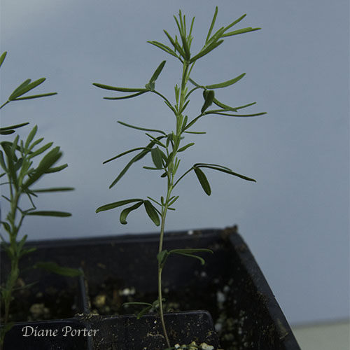 Purple Prairie Clover Seedlings