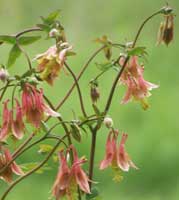 Columbines