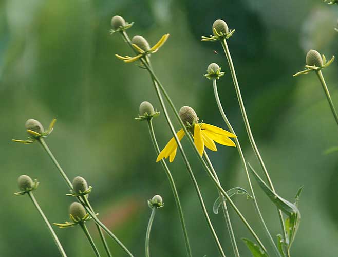 Coneflowers