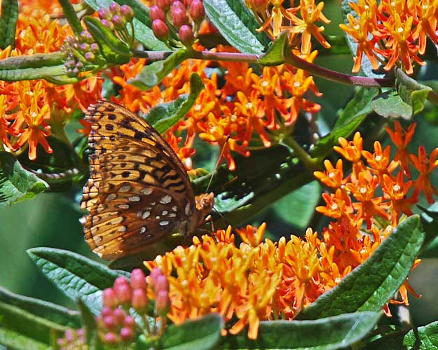 Fritillary and Butterfly Weed