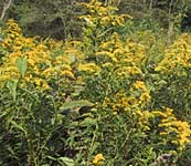 Goldnrod