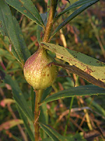 Goldenrod gall