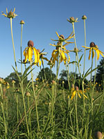 Coneflowers