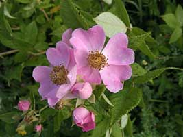 Prairie Rose