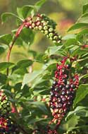 Pokeberries