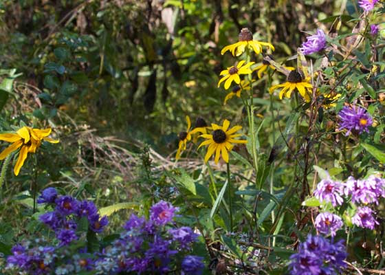Sunflowers and Asters