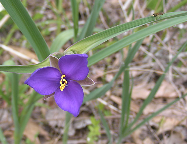 Tradescantia