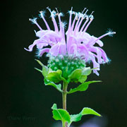 Wild Bergamot