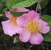 Wild Prairie Rose