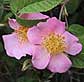 Wild Sweet Rose