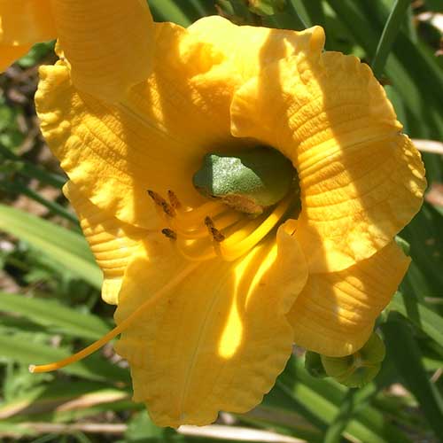 Green frog in daylily
