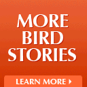 Bird Watcher's Digest