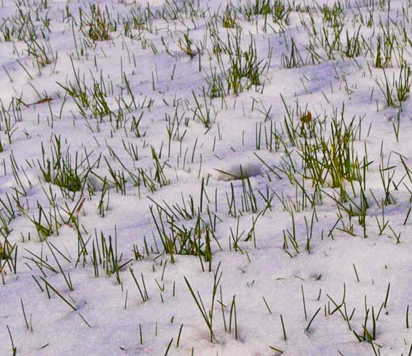Grass and Snow