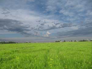 Grassy Field
