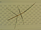 Walking Stick