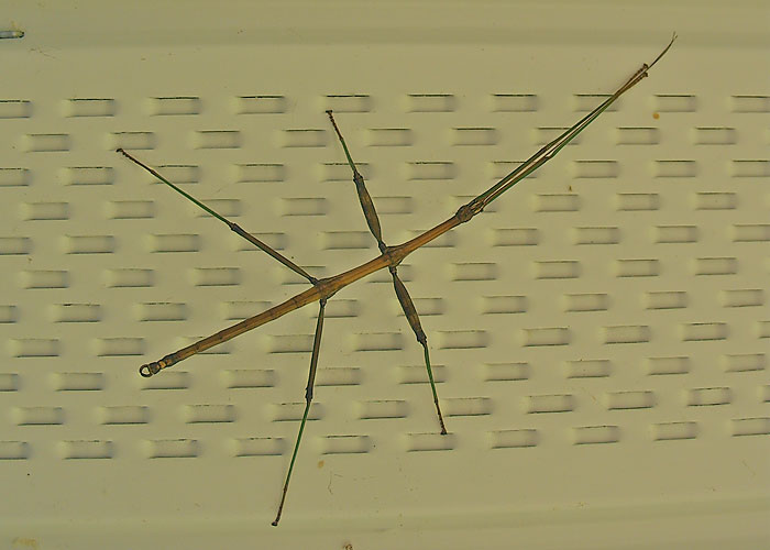 Walking Stick