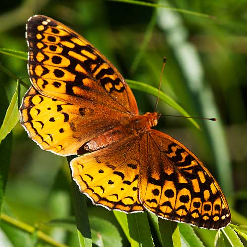 Great Spangled Fritillary